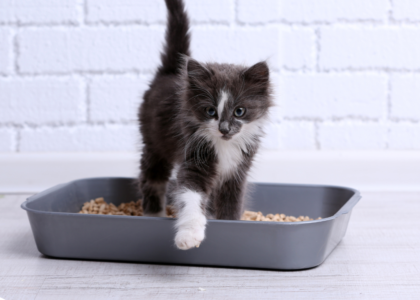 Which Type of Cat Litter is Best? A Comprehensive Guide by Klawsome