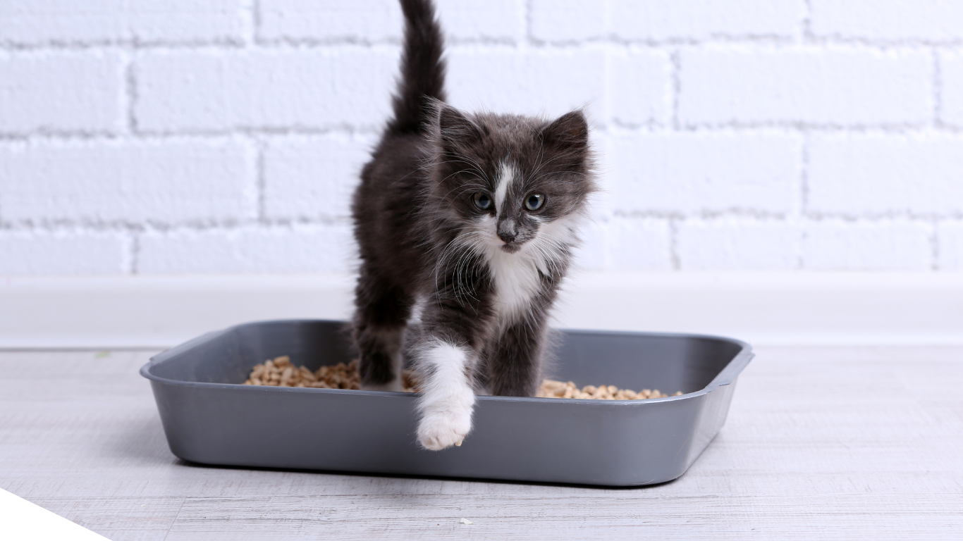 Which Type of Cat Litter is Best? A Comprehensive Guide by Klawsome